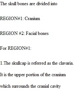 Axial Skeleton Assignment